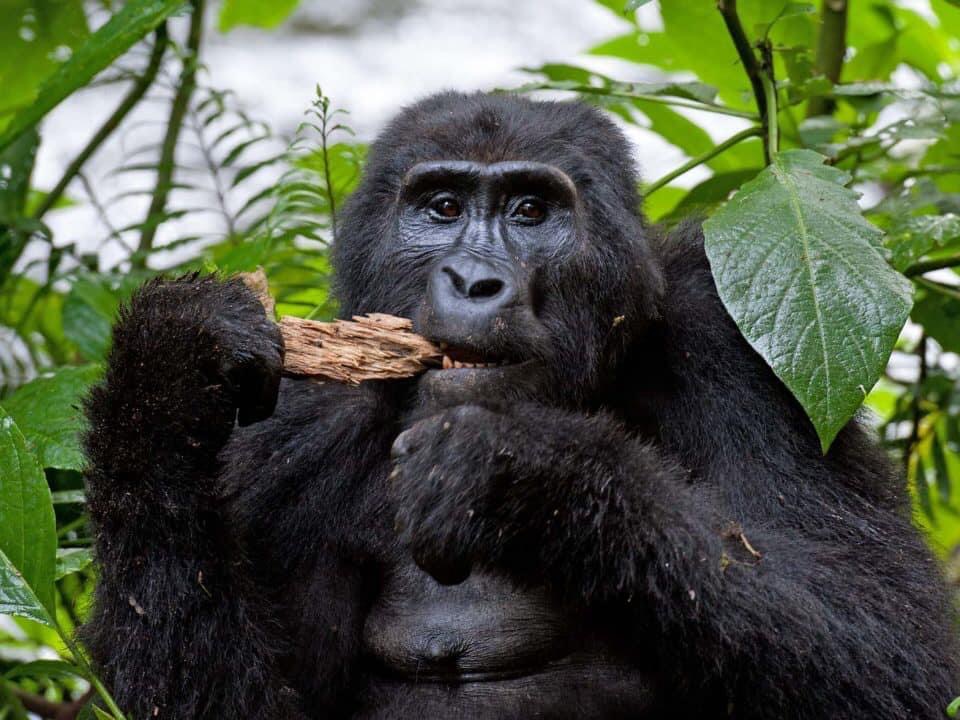 Uganda-Safaris