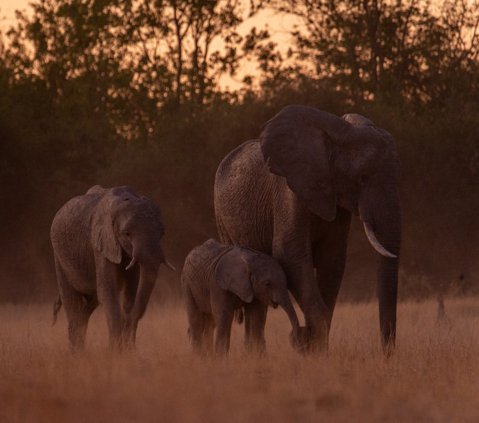Uganda Safaris