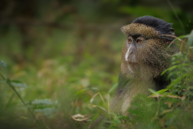 Visit Rwanda