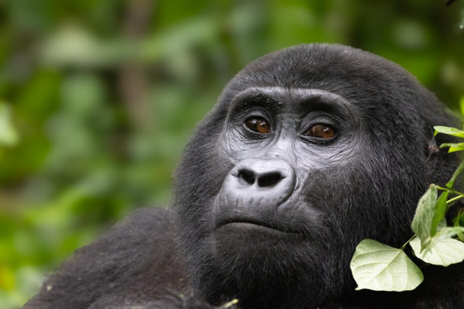 Bwindi Impenetrable National Park
