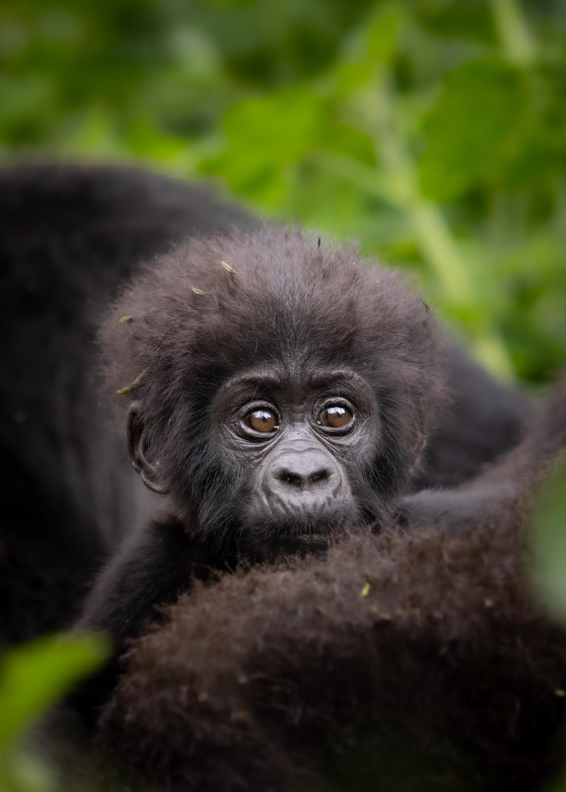 Gorilla in Bwindi