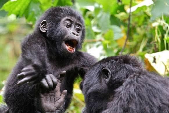 Chimps, Gorillas and Beyond