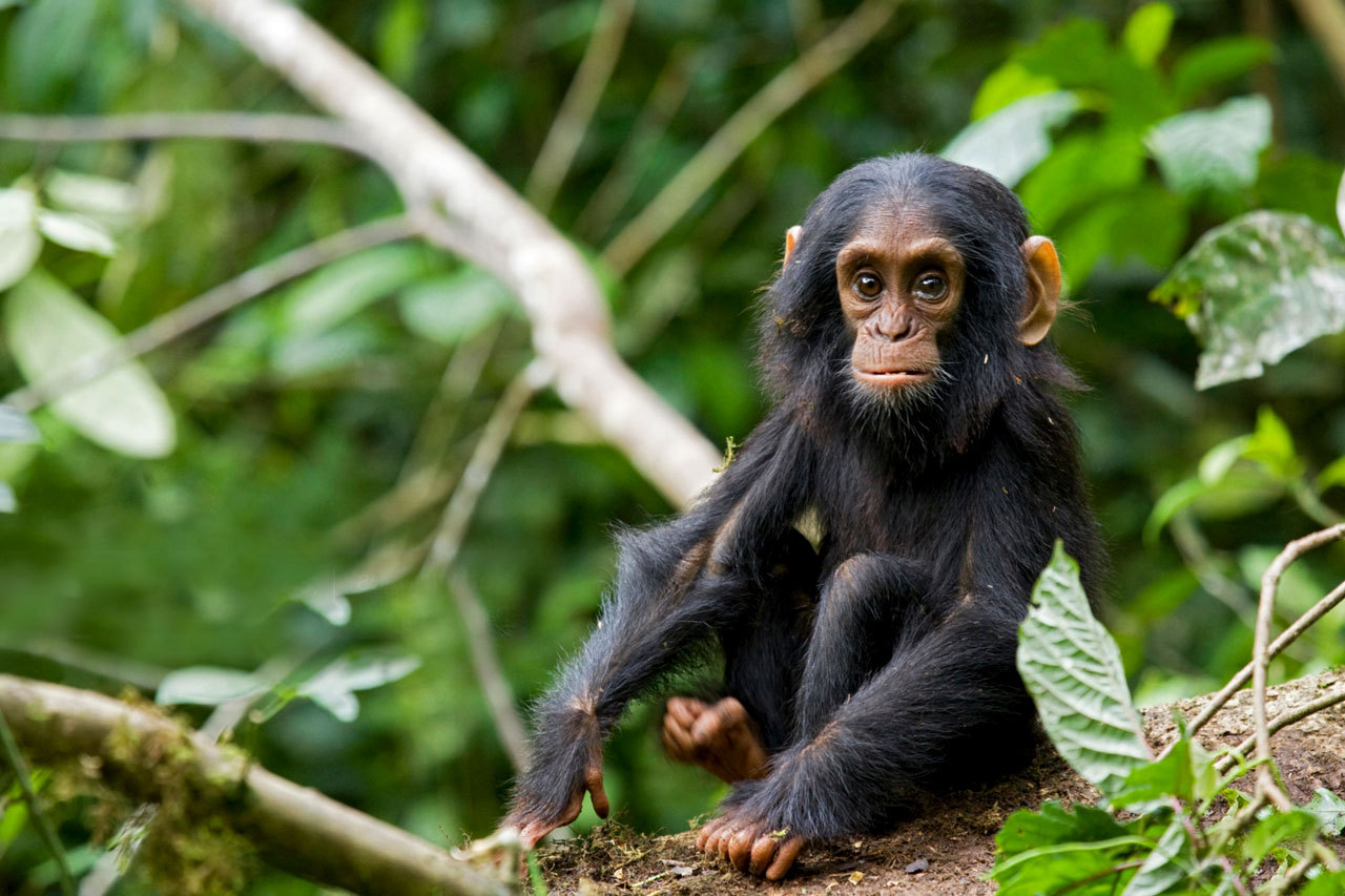 chimpanzeetracking kibale uganda