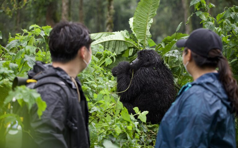gorilla viewing in Bwindi