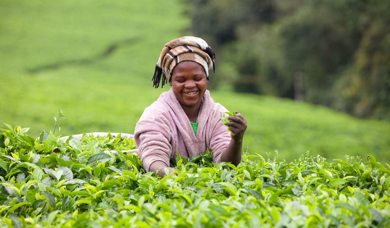 tea plantation uganda safari