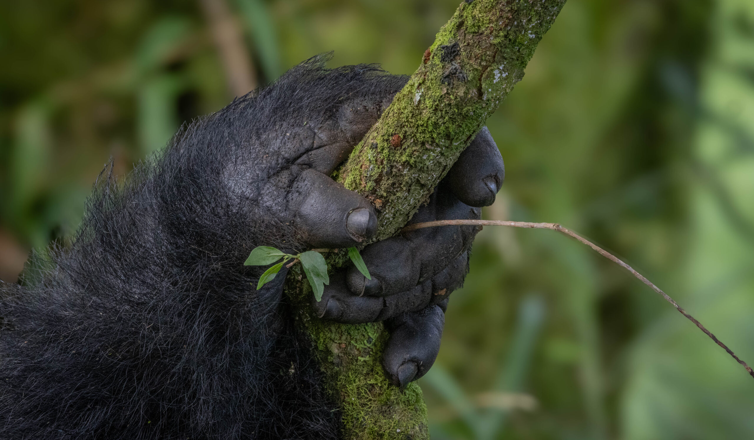 Exclusive Great Apes Journey