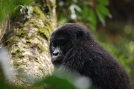 77074e79-c149-46b6-8ebc-c39397dea03d