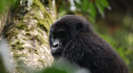 77074e79-c149-46b6-8ebc-c39397dea03d