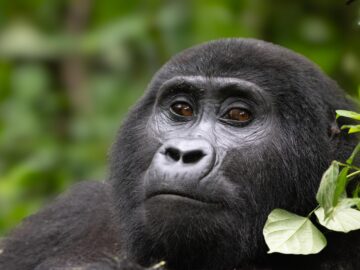 Bwindi Impenetrable National Park