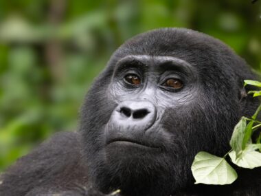 Bwindi Impenetrable National Park