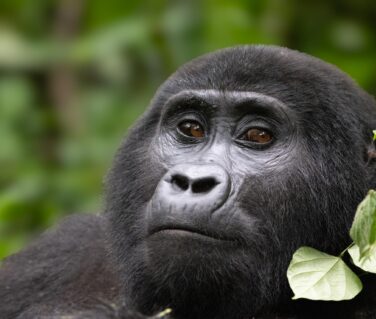 Bwindi Impenetrable National Park