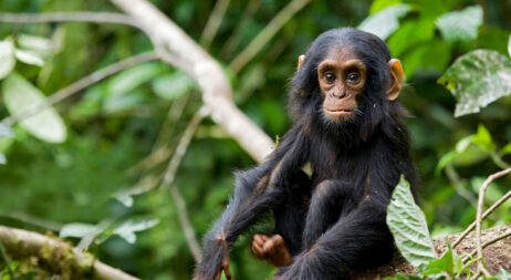 chimpanzeetracking kibale uganda