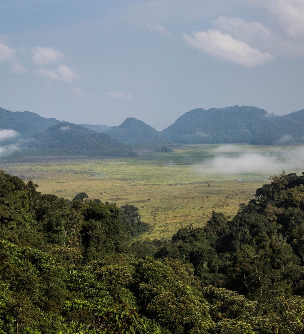 Nyungwe National Park - Bush Wander