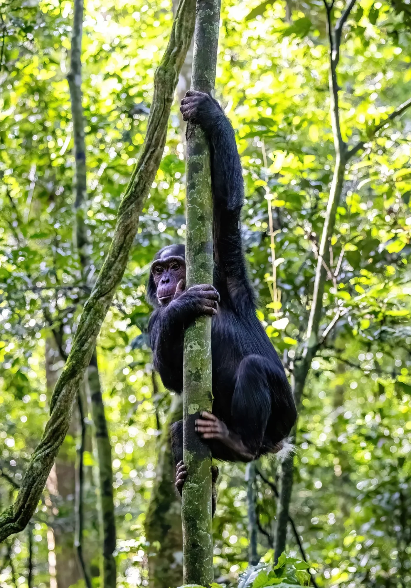 chimp